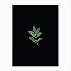 Vintage Buxus Colchica Twig Botanical Illustration on Solid Black Canvas Print