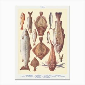 Fish I Red Mullet Canvas Print