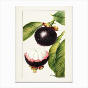 Guava Fruit Canvas Print
