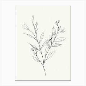 Drawing Of A Branch Canvas Print