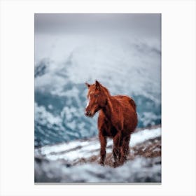 Horse On A Snow Mountain Canvas Print