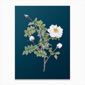 Vintage White Burnet Roses Botanical Art on Teal Blue n.0355 Canvas Print