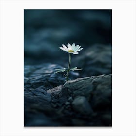 Daisy 27 Canvas Print