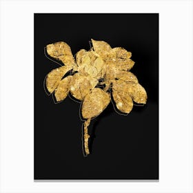 Vintage Magnolia Elegans Botanical in Gold on Black n.0220 Canvas Print
