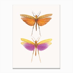 Insects I Canvas Print
