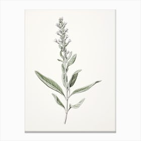 Sage Vintage Botanical Herbs 0 Canvas Print