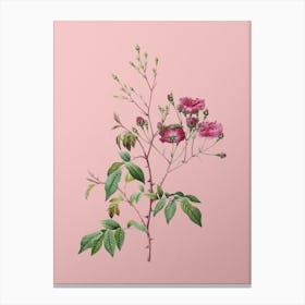Vintage Pink Noisette Roses Botanical on Soft Pink n.0393 Canvas Print