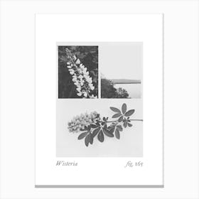 Wisteria Botanical Collage 4 Canvas Print