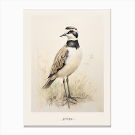 Vintage Bird Drawing Lapwing Poster Canvas Print