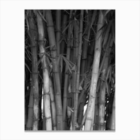 Bamboo Trees In Black And White Canvas Print