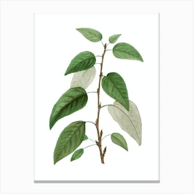 Vintage Balsam Poplar Leaves Botanical Illustration on Pure White n.0092 Canvas Print
