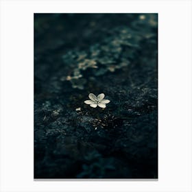 Small Flower On A Rock 2 Canvas Print