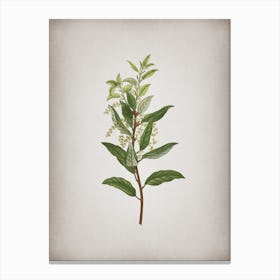 Vintage Evergreen Oak Botanical on Parchment n.0314 Canvas Print