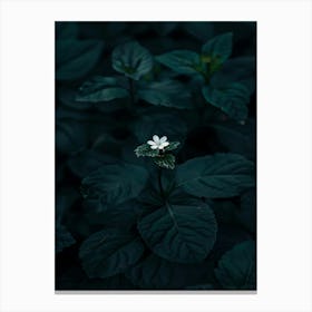 Flower In The Dark 89 Canvas Print