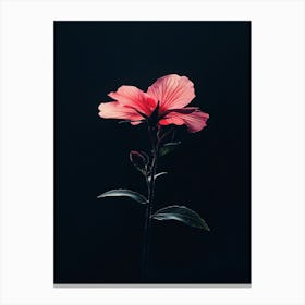 Hibiscus Flower 13 Canvas Print