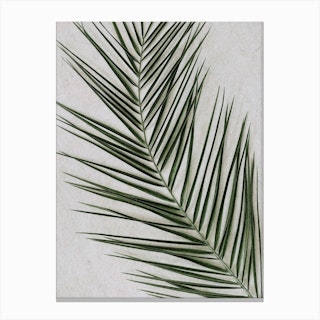 Tropical Palm Leaf Closeup Canvas Print
