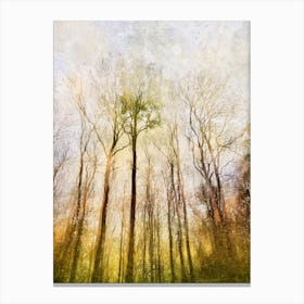 Trees Of The Forest Canvas Print