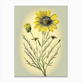 Tickseed Wildflower Vintage Botanical Canvas Print