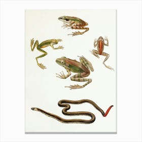 Vintage Painting Frogs And Snakes Canvas Print