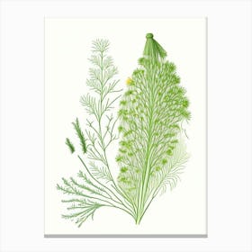 Dill Spices And Herbs Pencil Illustration 1 Canvas Print