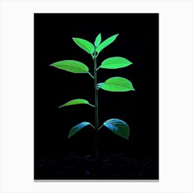 Green Plant Growing In The Dark Canvas Print