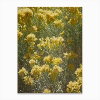 Yellow Wild Flowers Canvas Print