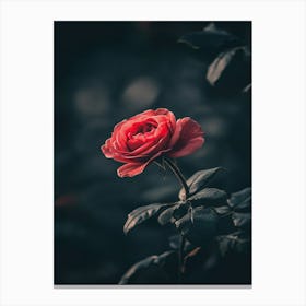 Dark Rose 163 Canvas Print