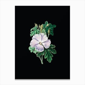 Vintage Wray's Hibiscus Flower Botanical Illustration on Solid Black n.0399 Canvas Print