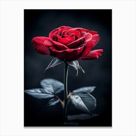 Dark Rose 44 Canvas Print