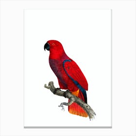 Vintage Eclectus Parrot Bird Illustration on Pure White 1 Canvas Print