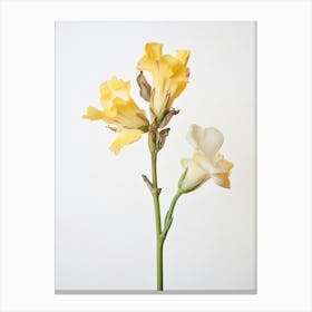 Pressed Flower Botanical Art Freesia 3 Canvas Print