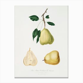 Pear (Pyrus Communis) From Pomona Italiana (1817 1839), Giorgio Gallesio 1 Canvas Print