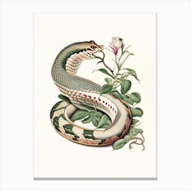 Rhinoceros Viper Snake Vintage Canvas Print