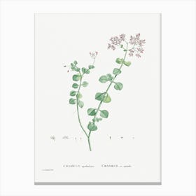 Crassula Spathulata, Pierre Joseph Redoute Canvas Print