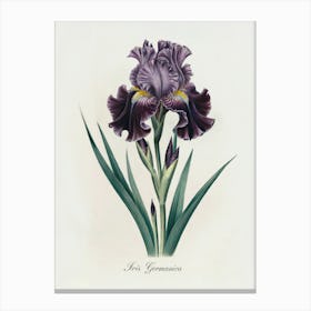 Iris Germanica Botanical Illustration - Elegant Floral Art Print. A refined botanical illustration of the Iris Germanica, with rich purple petals and intricate detailing. This timeless piece adds a touch of elegance and natural beauty to any decor.
Ideal for a living room, office, or bedroom, enhancing the space with classic botanical sophistication. Canvas Print