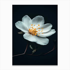 White Flower On A Branch Canvas Print