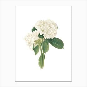 White Hydrangea Canvas Print