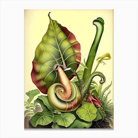Malaysian Trumpet Snail  Botanical Canvas Print