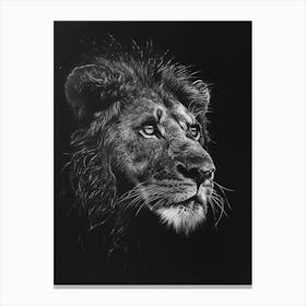 Barbary Lion Charcoal Drawing Night Hunt 2 Canvas Print