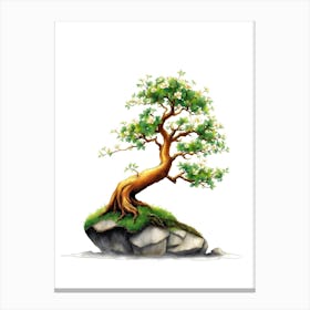 Bonsai Tree 7 Canvas Print