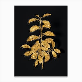 Vintage Alder Buckthorn Botanical in Gold on Black n.0178 Canvas Print