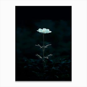 Single Flower In The Dark 66 Canvas Print