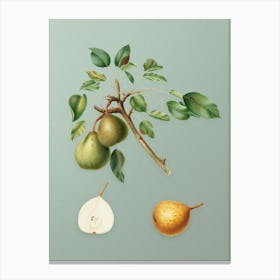 Vintage Pear Botanical Art on Mint Green n.0428 Canvas Print