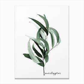 Eucalyptus Australian Gum Tree Canvas Print