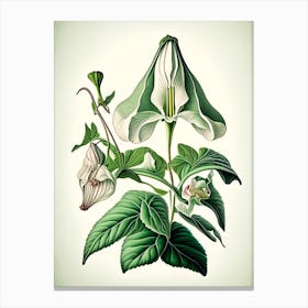 Trillium Wildflower Vintage Botanical Canvas Print