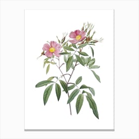 Vintage Pink Swamp Roses Botanical Illustration on Pure White n.0526 Canvas Print