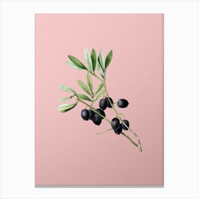 Vintage Olive Tree Branch Botanical on Soft Pink n.0641 Canvas Print