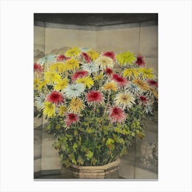 Chrysanthemums 2 Canvas Print