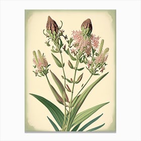 Prairie Milkweed Wildflower Vintage Botanical 1 Canvas Print