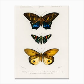 Different Types Of Butterfly, Charles Dessalines D'Orbigny 1 Canvas Print